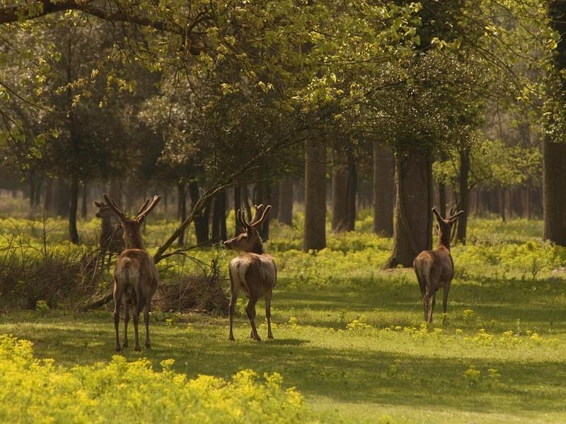 קודיגורו Il Dosso Agriturismo מראה חיצוני תמונה